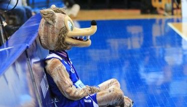 vuk-cibona